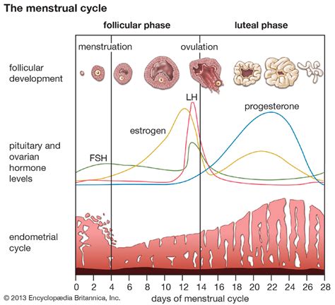Menstruation Britannica Menstrual Cycle Reproductive System