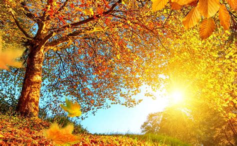 美しい秋の風景のhd壁紙、 茶色の木、 季節、 秋、 自然、 美しい、 黄色、 風景、 木、 光、 光線、 葉、 シーン、 森、 色、 明るい