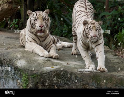 White Tigers Singapore Zoo Stock Photo Alamy