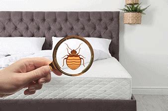 Uncontrolled infestations can spread to nearby businesses and homes and may negatively affect the quality of life in a neighborhood. Best Way To Find Bed Bugs During The Day