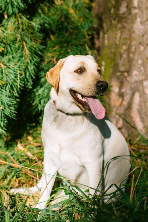 Happy White Labrador Retriever Dog Sitting In Grass Park Backgr Stock