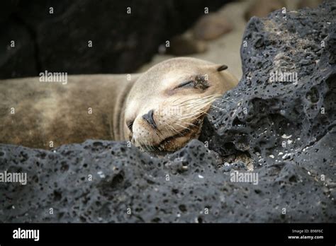 Galapagos Sea Lion Zalophus Wollebaeki San Cristobal Island