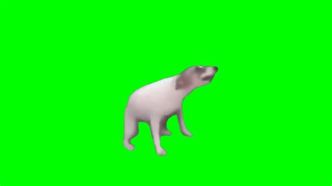 Doge Meme Dead Dancing Dog Green Screen☻ Anjing Retriever