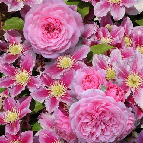 Cottage Farms Direct Perennials Dazzling Designs Tickled Pink