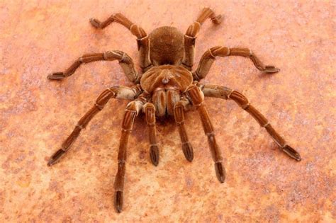 Největšího pavouka světa můžete potkat v Jižní Americe Blog Invia cz