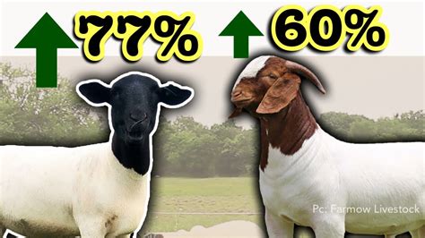 Why Sheep And Goat Prices Are Exploding Comparing Cattle Profitability Micro Ranching For