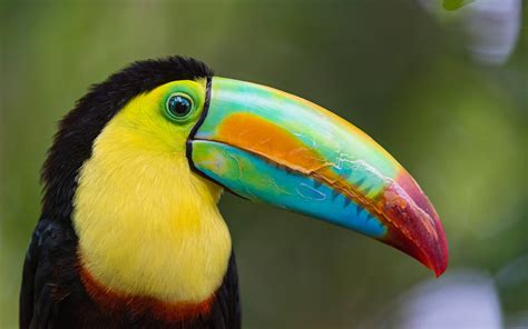 Toucan Parrot Bird Tropical 40 Wallpapers Hd Desktop And Mobile