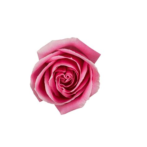 Garden roses gif flower, animation flowers transparent background png clipart. Flowers Stickers - Find & Share on GIPHY