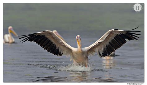 Rathika Ramasamys Wildlife Photography Wildlife Moments Pelican