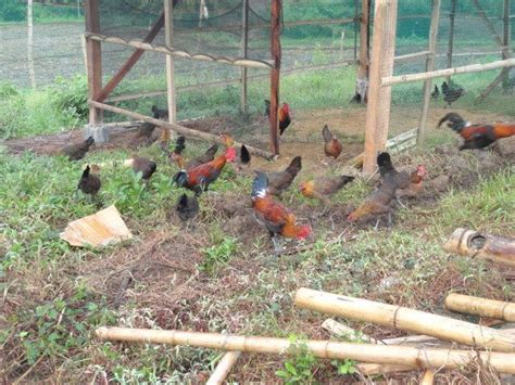 Philippine Native Chicken Darag Backyard Chickens Learn How To