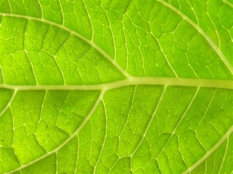 Leaf Closeup Free Photo Download Freeimages