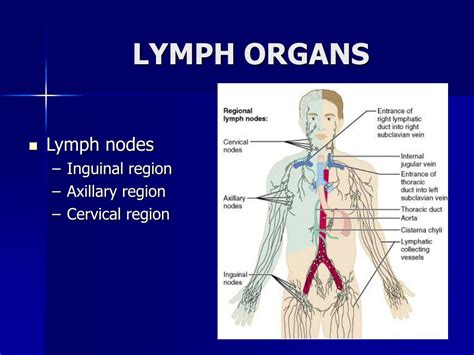 Lymph System Diagram Neck