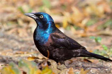 Common Grackle Feathered Focus