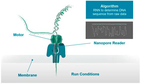 Biosensors Free Full Text Nanopore Technology And Its Applications