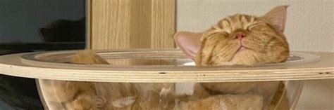 Cute Sleeping Ginger Cat Low Quality Twitter Messy Layouts Header Pack