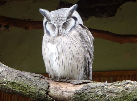 Pan Aves Listopadu 2015