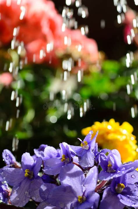 Watering Flowers Stock Image Image Of Detail Light 35408295