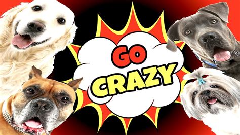 Sounds That Make Dogs Go Crazy Guaranteed Youtube