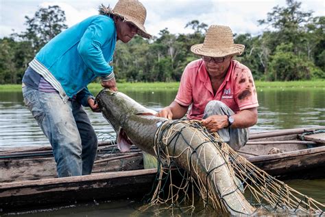 Tecnologia Permite Rastrear Pesca Sustentável Do Pirarucu No Amazonas