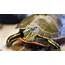 View Snapping Turtle Pet Care  WAYANGPETSCOM