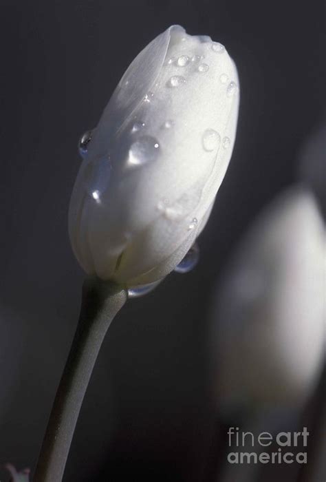 White Flower With Water Droplets Photograph By Vintage Collectables
