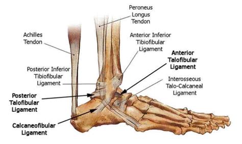 Peroneal tendonitis affects these tendons, and can make movement difficult and painful. Anatomy: Foot/Ankle | Foot anatomy, Ankle anatomy, Joints ...