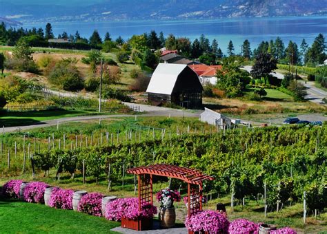 Beauty Among The Vines Canadas Okanagan Wine Region Earthwalkabout