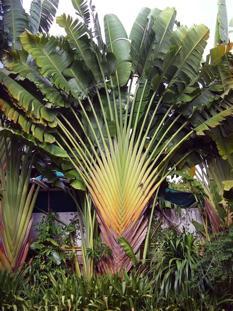 Free Photo Fan Palm Fan Ornamental Palm Free Download Jooinn