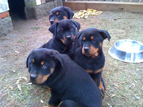Die kleinen racker sind jetzt 7 wochen alt und 2 hündinnen suchen ab 11. Rottweiler/Dobermann welpen - 699854