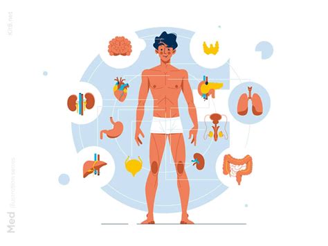 Human Body Anatomy Illustration By Kit8 On Dribbble