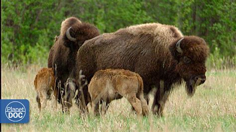 Wild Buffalo In Wood Buffalo National Park Part 4