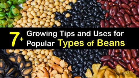 Bean Varieties Choosing Different Bean Types