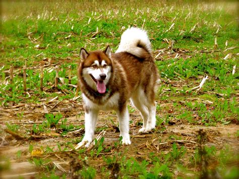 Alaskan Malamute Information Dog Breeds At Thepetowners