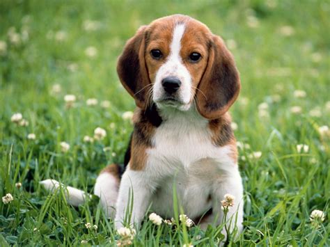 Beagle Pups Baby Animals Photo 19818277 Fanpop