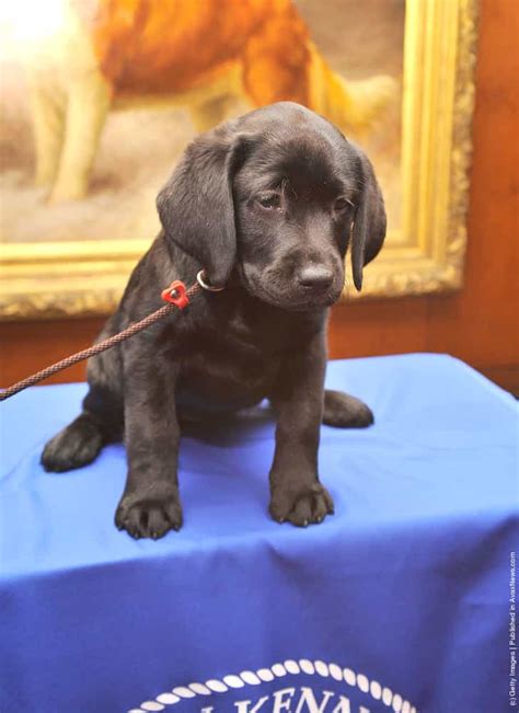 American Kennel Club Announces Most Popular Dogs In The Us Gagdaily