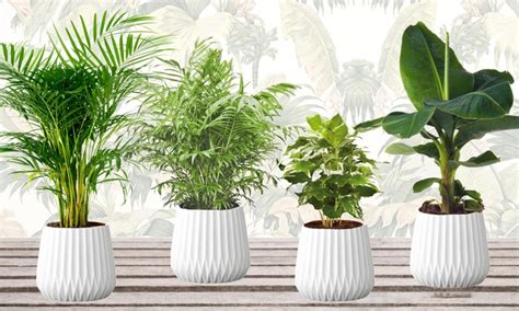 Up To 56 Off Set Of Four Indoor Plants Groupon