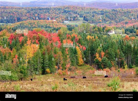 Cattle And Fall Foliage In Vermonts Northeast Kingdom Cabot Vt Stock