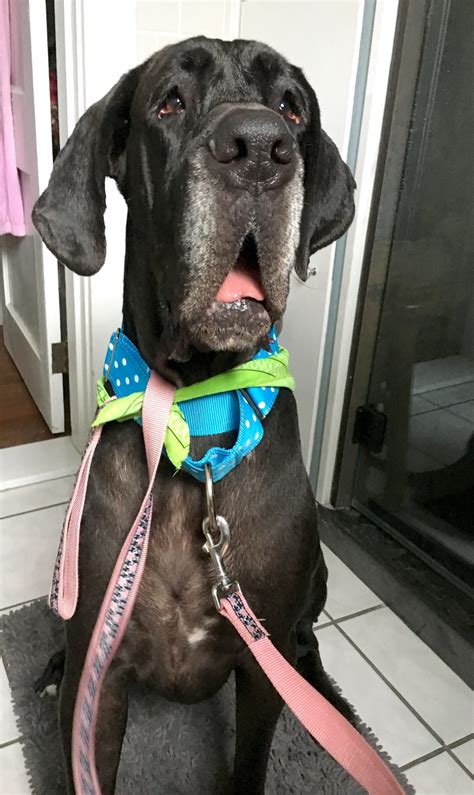 Carla has been active in. Pets for Adoption at NW Florida Great Dane Rescue Inc., in ...