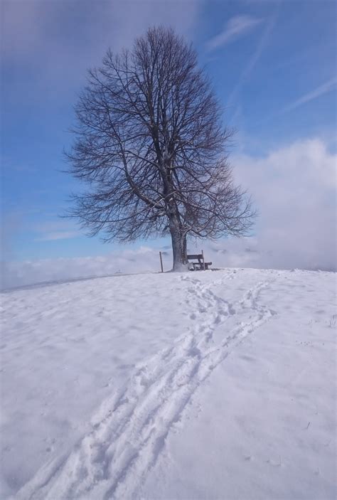 Gratis Afbeeldingen : boom, berg-, sneeuw, koude, vorst, weer, bevroren