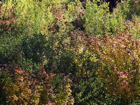 Brilliant Fall Colors In The Forests Stock Photo Image Of Yellow