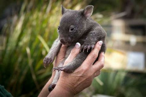 Baby Wombat ウォンバット 可愛い 動物 動物