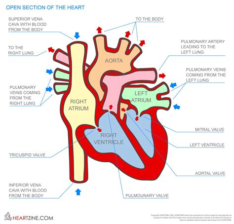 View Open Heart Diagram Labeled Background 1000diagrams