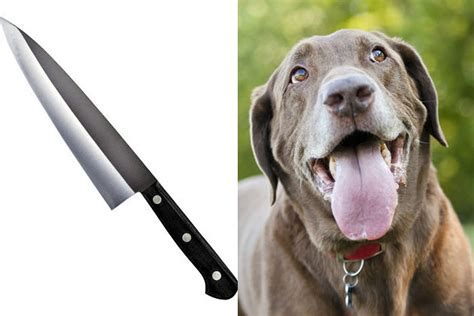 Dog Stabs Owner with Knife in Colorado