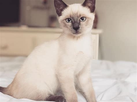 Long Haired Siamese Kittens For Sale Xdzzxsqp1w0bnm Article By Cat