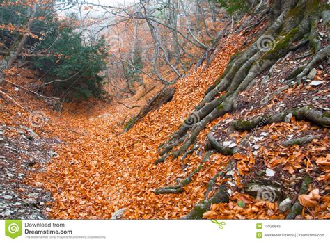 Autumn Ancient Forest Stock Image Image Of Forest Ancient 15926845