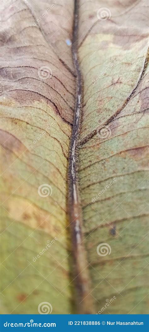 Close Up Of Dry Teak Leaves Autumn Background Texture Stock Photo