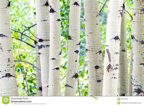 Aspen Tree White Trunk Birch Forest Golden Leaves Wilderness Stock