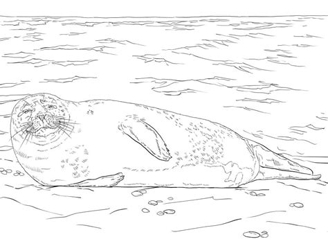 Hawaiian Monk Seal Coloring Page Free Printable Coloring Pages For Kids