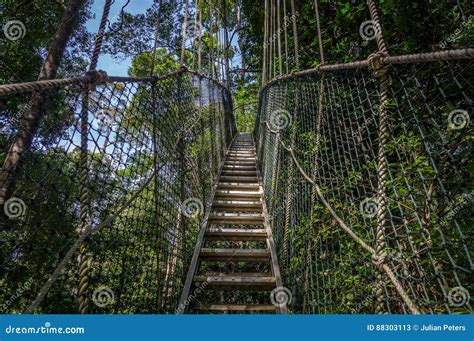 Canopy Bridge In Taman Negara Malaysia Stock Image Image Of Climb