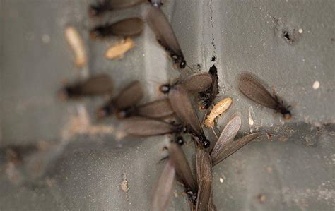 Termite Swarm Outside House Reita Flagg